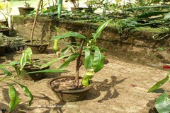 Nepenthes khasiana